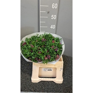 Anem Co Mis + Rarity