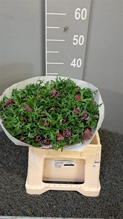 <h4>Anem Co Mis + Rarity</h4>