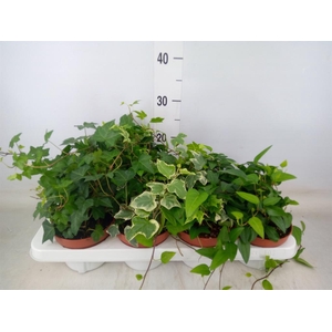 Hedera helix   ...mix 3