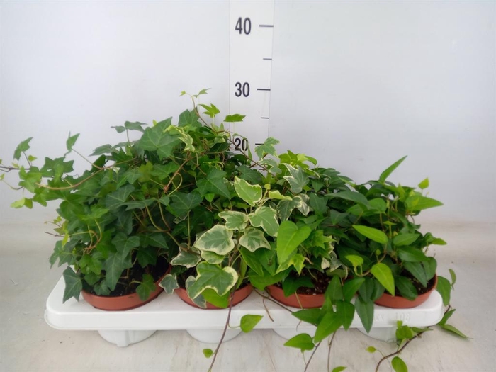 <h4>Hedera helix ...mix 3</h4>