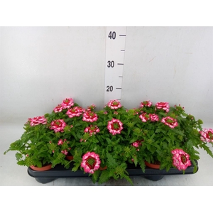 Verbena  'Lanai Twister Blue'