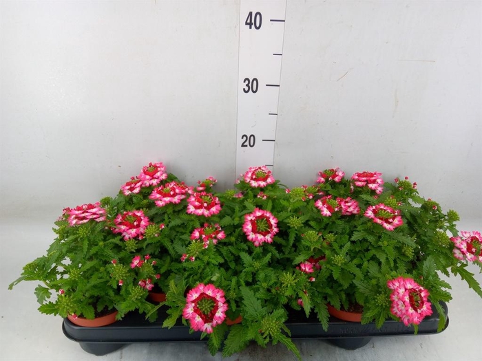 <h4>Verbena 'Lanai Twister Blue'</h4>