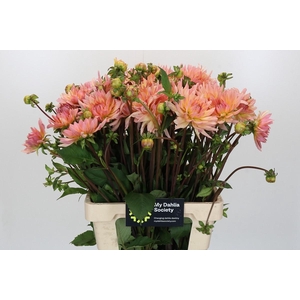 Dahlia Henriette