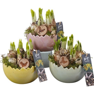 Arr.  Narcissus Tete Tete L%