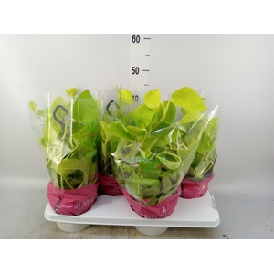 Epipremnum pinn. 'Golden Pothos' HG
