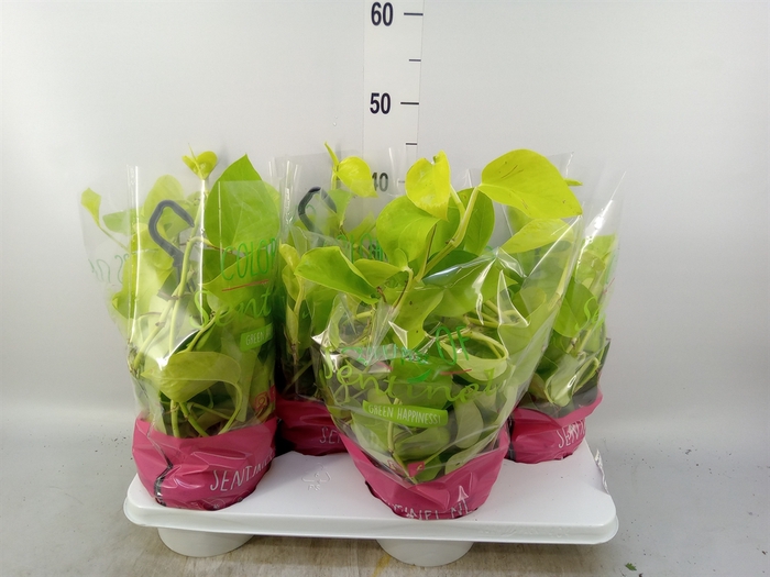 <h4>Epipremnum pinn. 'Golden Pothos' HG</h4>