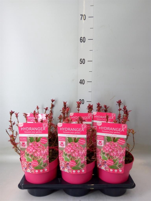 <h4>Hydrangea serrata</h4>