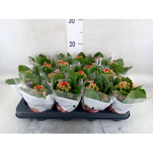 Kalanchoe blos. 'RosDon Justino'