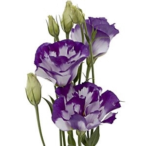 LISIANTHUS FLOR BRANCO/ROXO