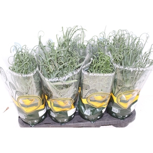 ALBUCA SPIRALIS P14 SEM FLOR