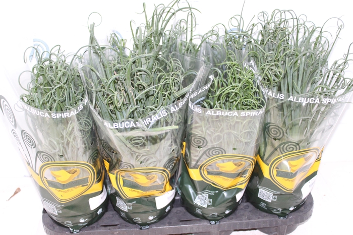 ALBUCA SPIRALIS P14 SEM FLOR