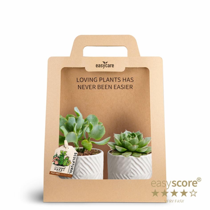 <h4>2-Pack Dune S Succulent</h4>