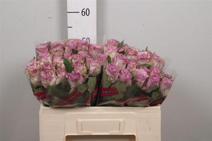 <h4>R Gr Dolcetto!</h4>