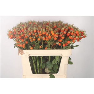 Rosa Pumpkin Orange