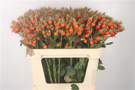 <h4>Rosa Pumpkin Orange</h4>