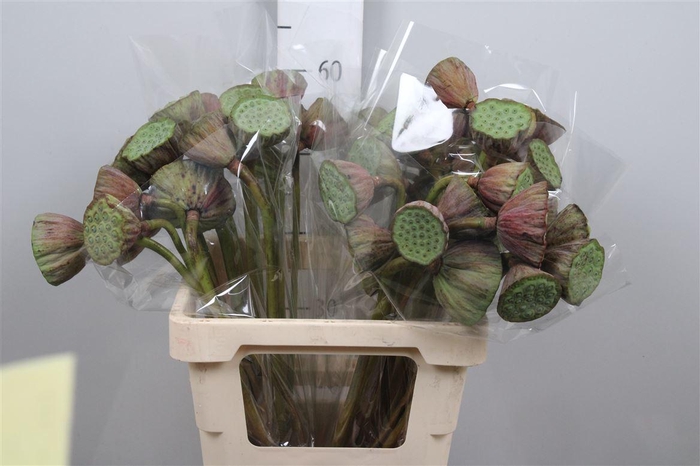 <h4>Nelumbo Nucifera</h4>