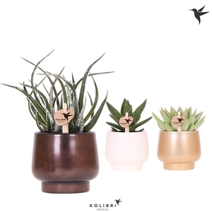 Kolibri Greens Succulenten mix in Scandic pot gold mix