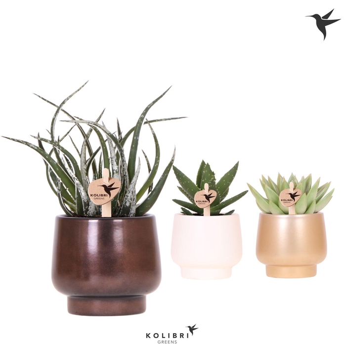 <h4>Kolibri Greens Succulenten mix in Scandic pot gold mix</h4>