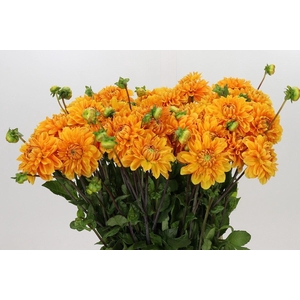DAHLIA BIZON BRONS DAHLIA BIZON BRO