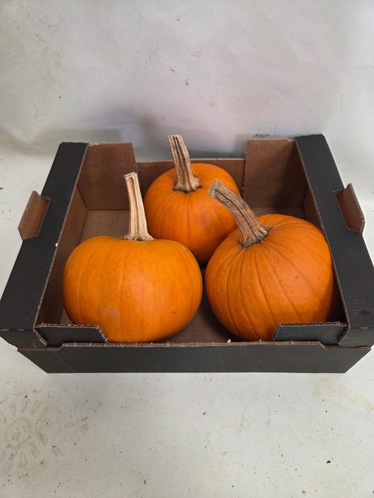 <h4>CUCURBITA</h4>