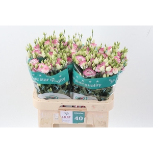 Eus G Croma Brid Kis