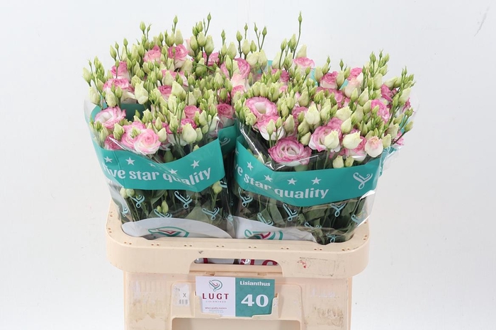 <h4>Eus G Croma Brid Kis</h4>