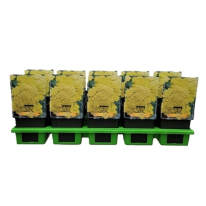 Achillea Coronation Gold