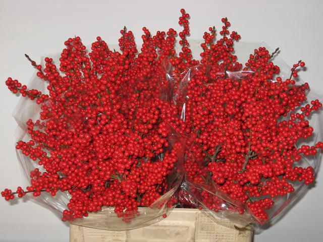 <h4>ILEX VE RODE BES</h4>