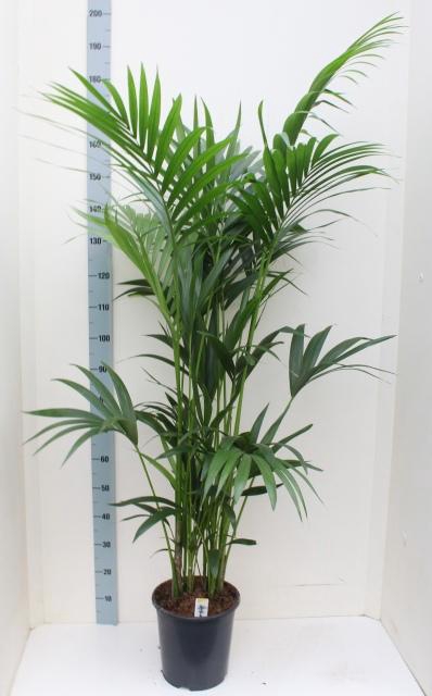 <h4>HOWEA FORSTERIANA</h4>