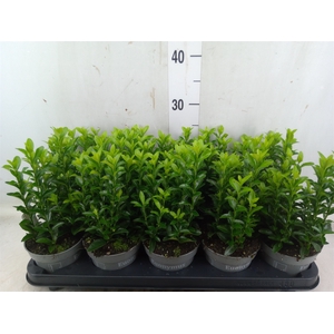 Euonymus japon. 'Green Spire'