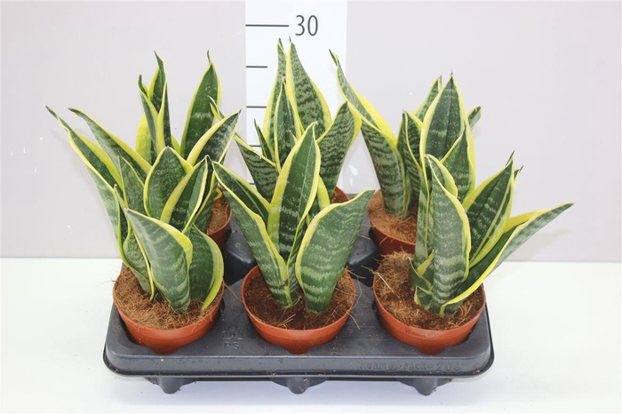 <h4>Sansevieria Tr Futura Superba</h4>