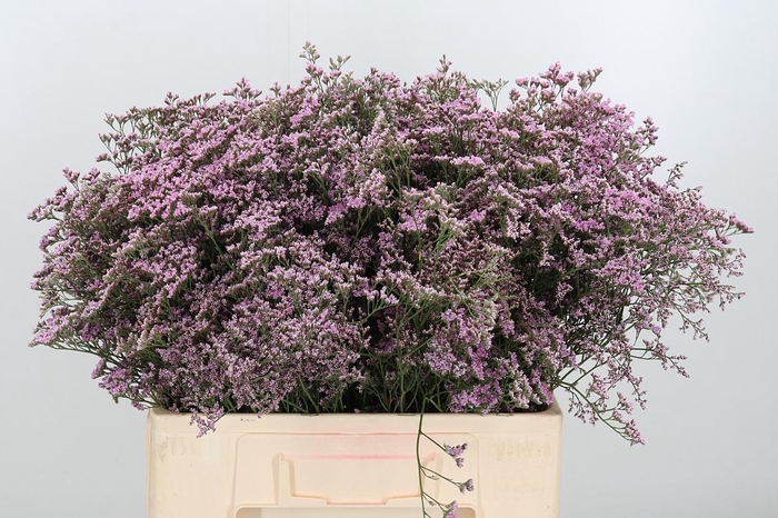 <h4>Lim Saf Oshi Pink</h4>