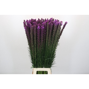 Liatris Callilepis