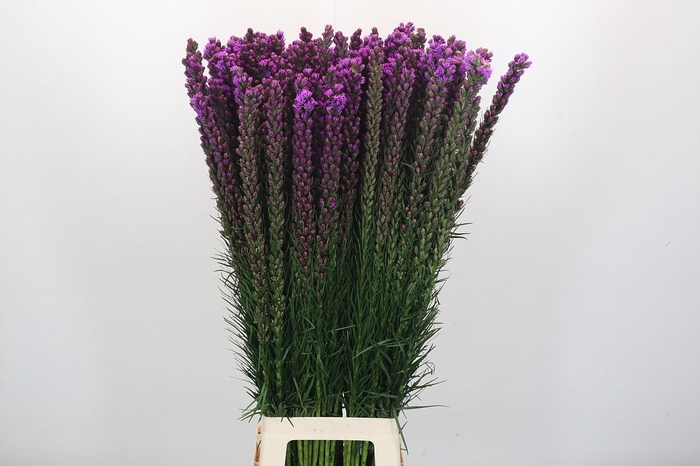 <h4>Liatris Callilepis</h4>