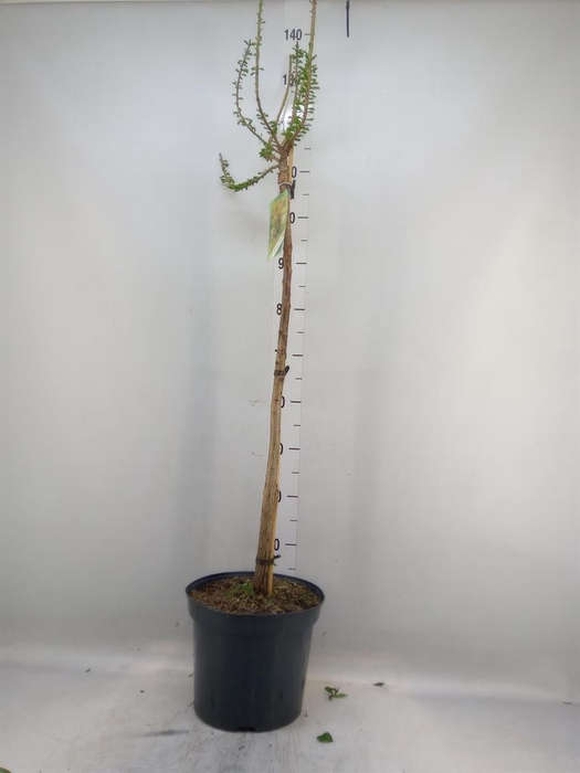 <h4>Taxodium distichum</h4>