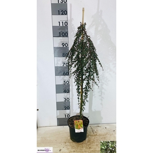 COTON S CORAL BEAUTY