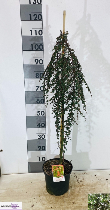 <h4>COTON S CORAL BEAUTY</h4>