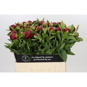 Paeonia Red Charm