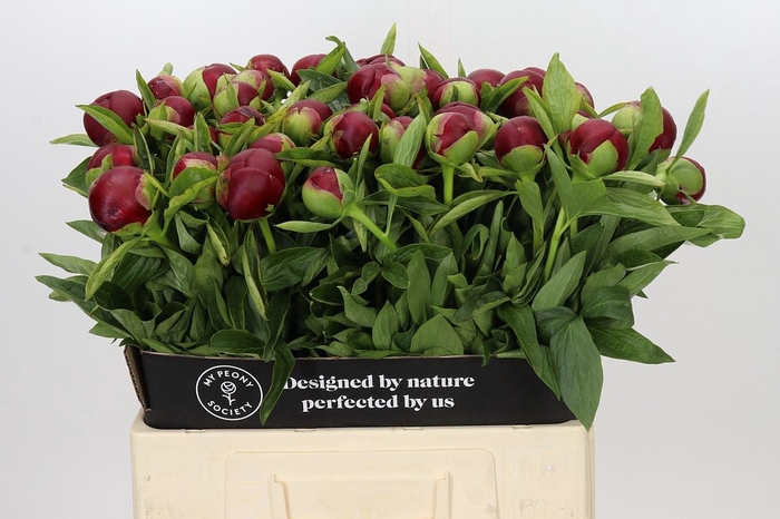 <h4>Paeonia Red Charm</h4>