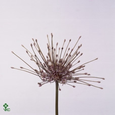 Allium Schubertii X12