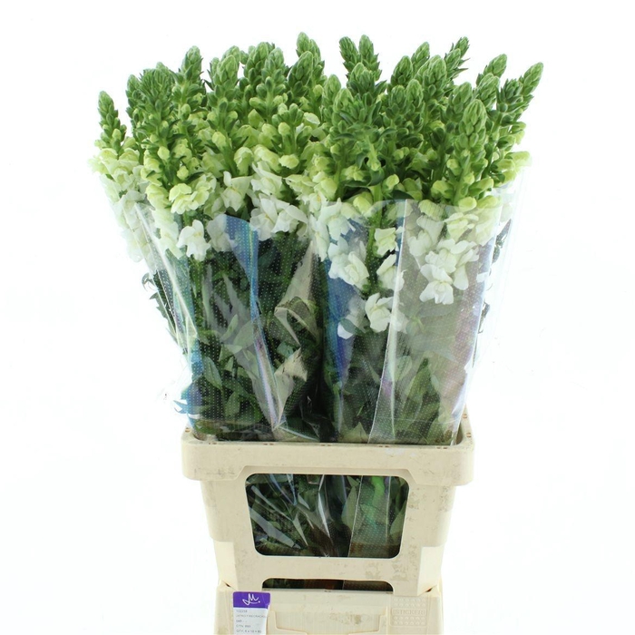 <h4>ANTIR OP WHITE</h4>