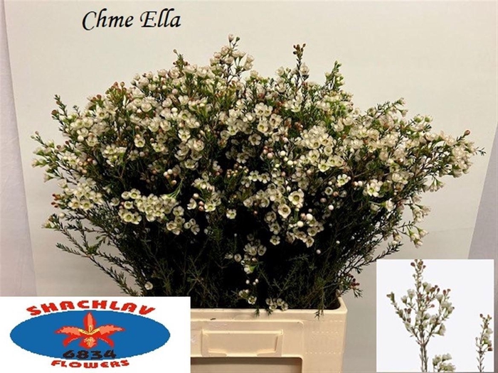 <h4>CHAME UN ELLA</h4>