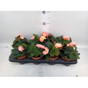 Begonia tuber. 'Tenella F1 Pink'