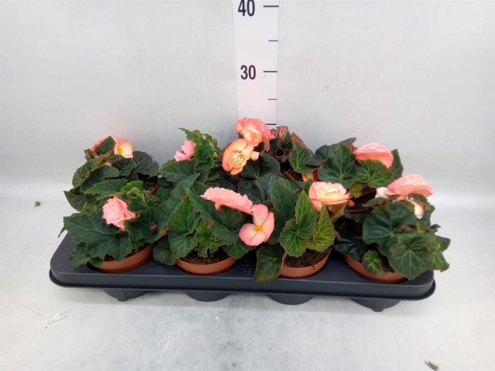<h4>Begonia tuber. 'Tenella F1 Pink'</h4>