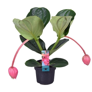 Medinilla Magnifica Flamenco 2 etage 2 knop