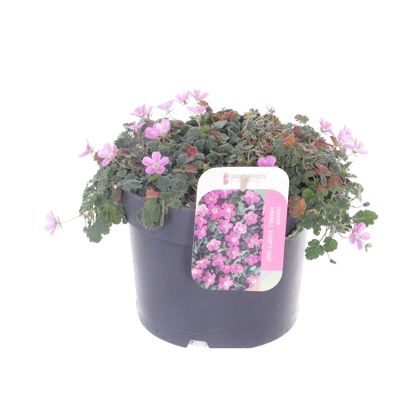 <h4>Erodium var. Bishop's Form</h4>