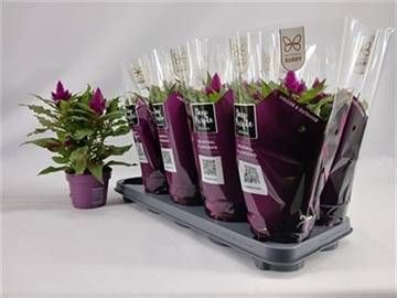 <h4>CEL DEEP PURPLE</h4>