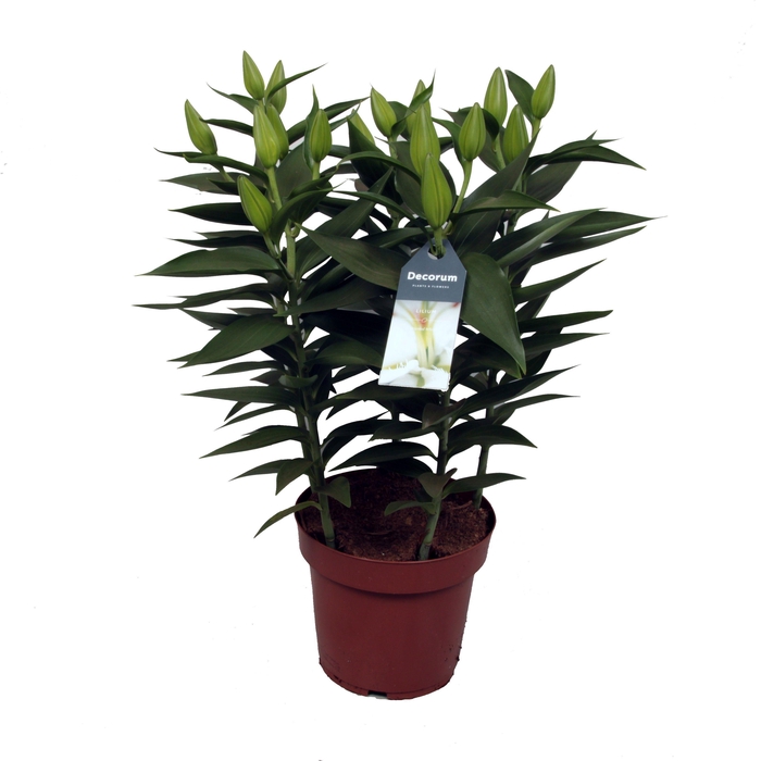 <h4>Lilium Or Starlight White 19cm</h4>