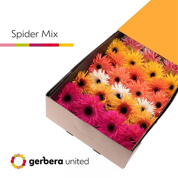 <h4>Ge Gr Mix Spider Spring Box United</h4>