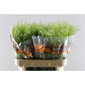 Thlaspi Green Bell L80/40g